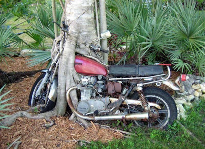 treebike.jpg