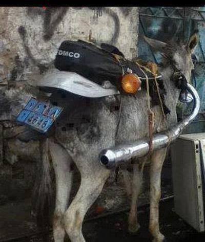 Donkey bike.jpg